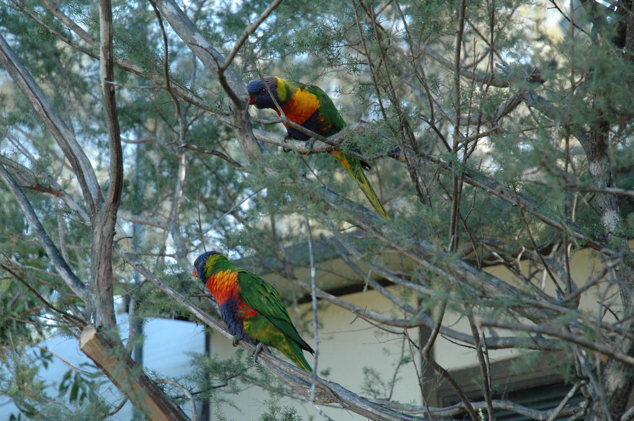 Colorful birds in the tree outside Peter & Yvonne's van at Bendalong