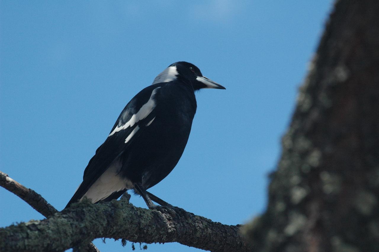 Magpie in tree at Mt. Ainslie Lookout