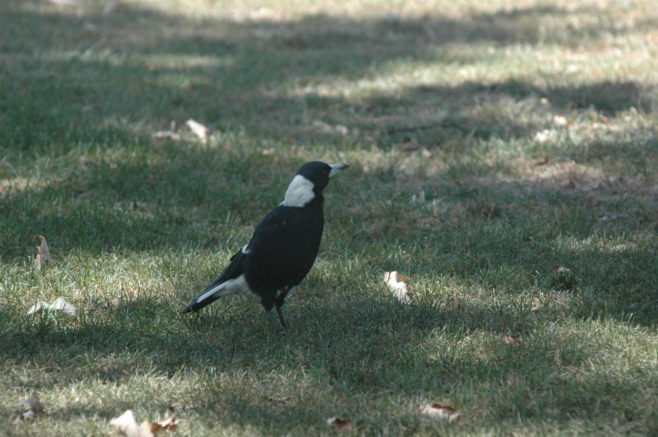 Magpie on North Ainslie Primary School oval