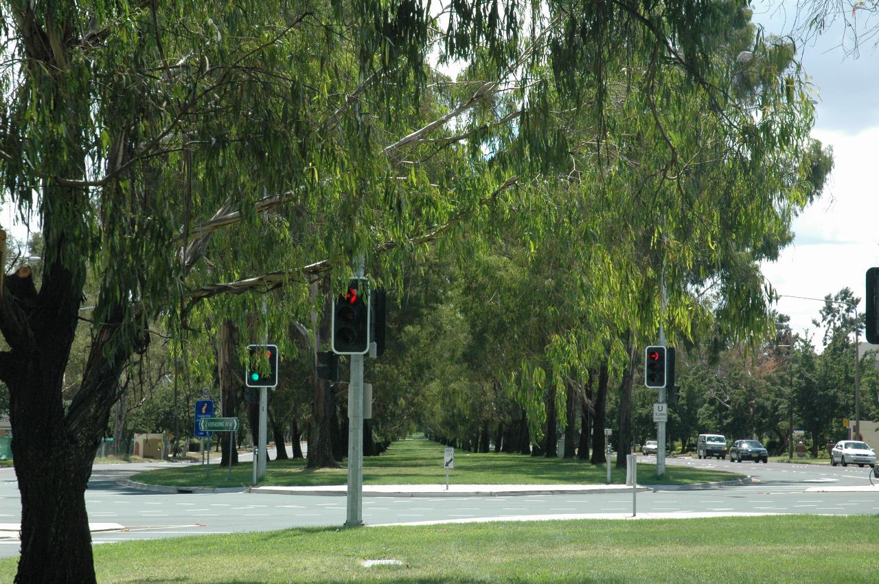 Aligned trees in the median of Northbourne Avenue, Canberra