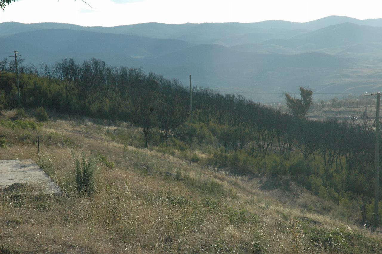 Burnt out trees showing new growth on the slopes of Mt. Stromlo