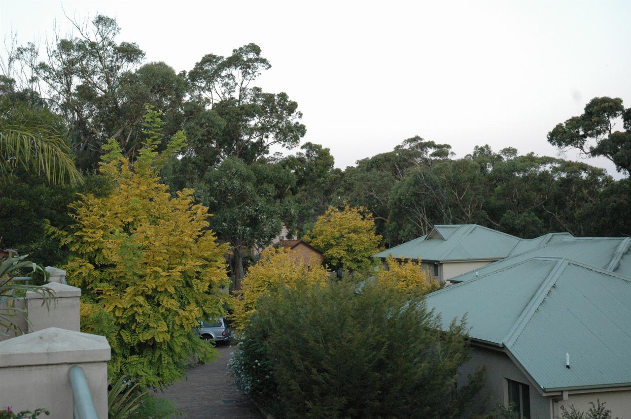 Trees at Peter and Yvonne's home in Illawong