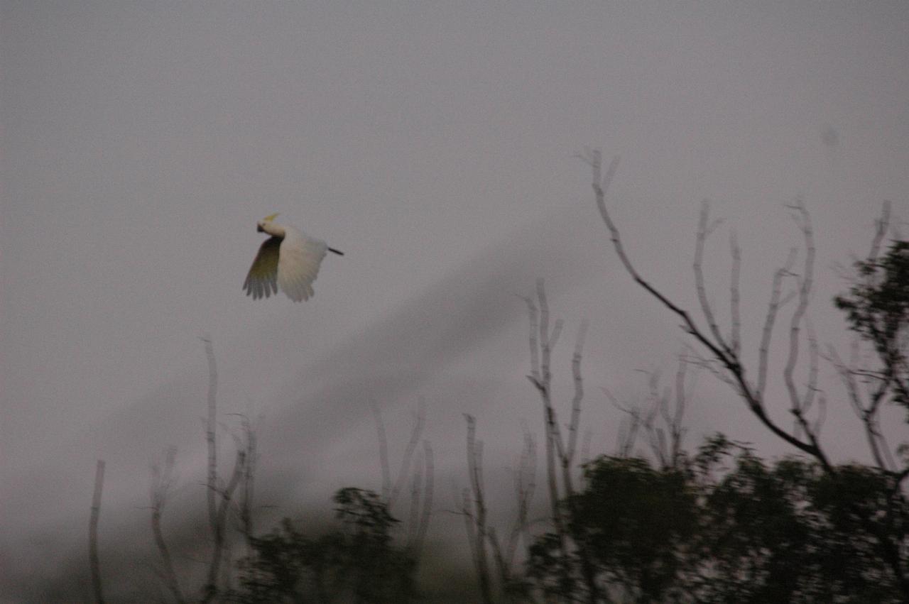 Sulphur crested cockatoo at Illawong for family dinner