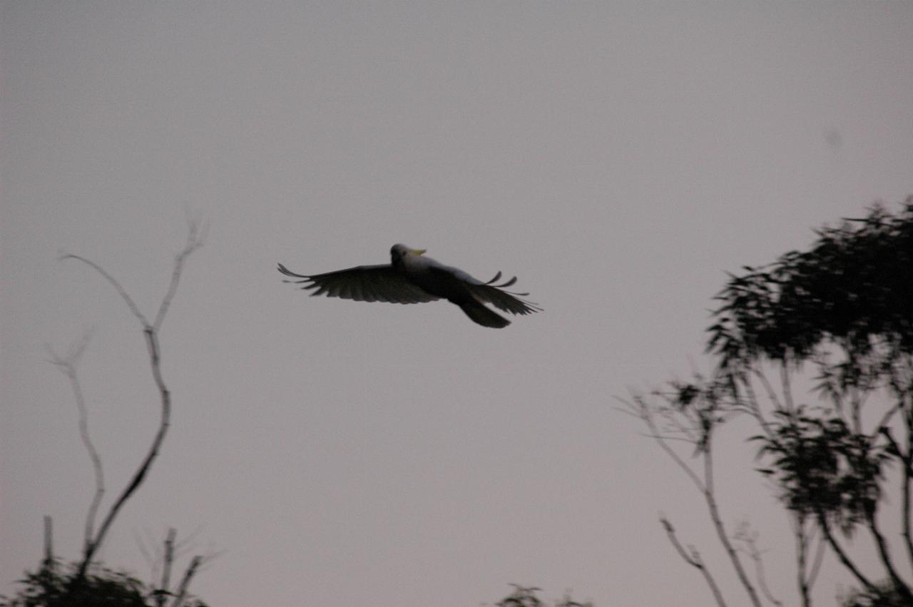 Sulphur crested cockatoo at Illawong for family dinner