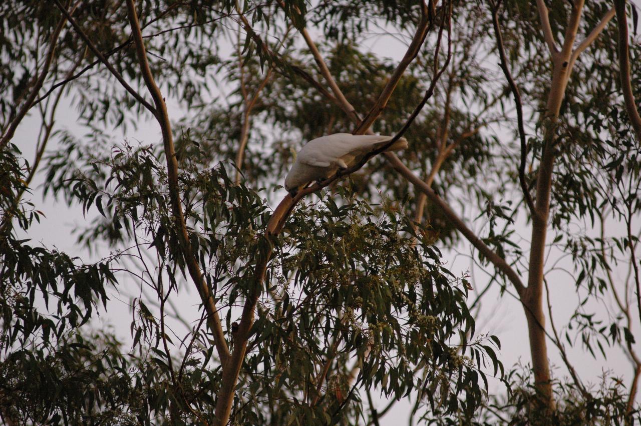 Sulphur crested cockatoo at Illawong for family dinner