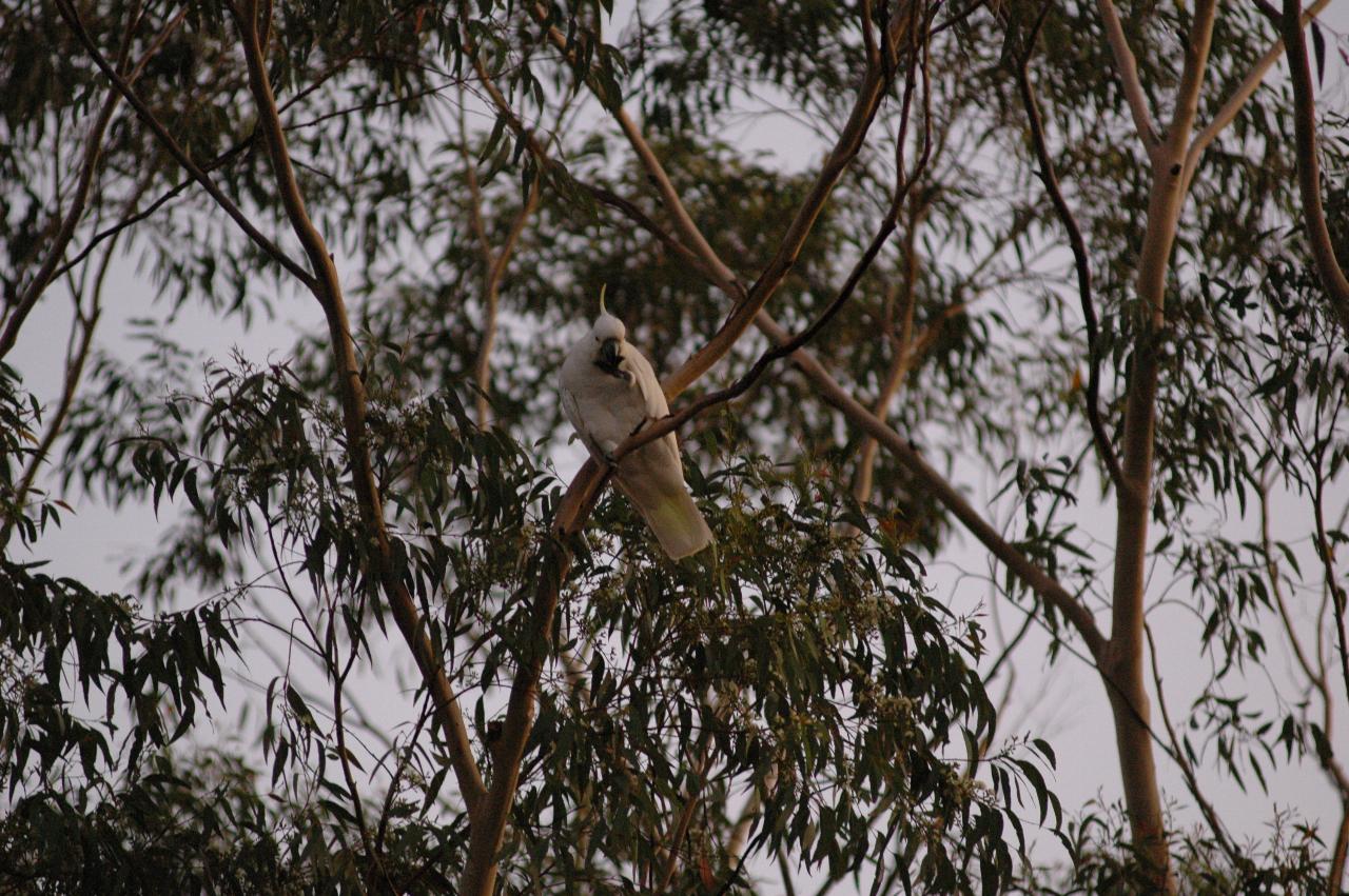 Sulphur crested cockatoo at Illawong for family dinner