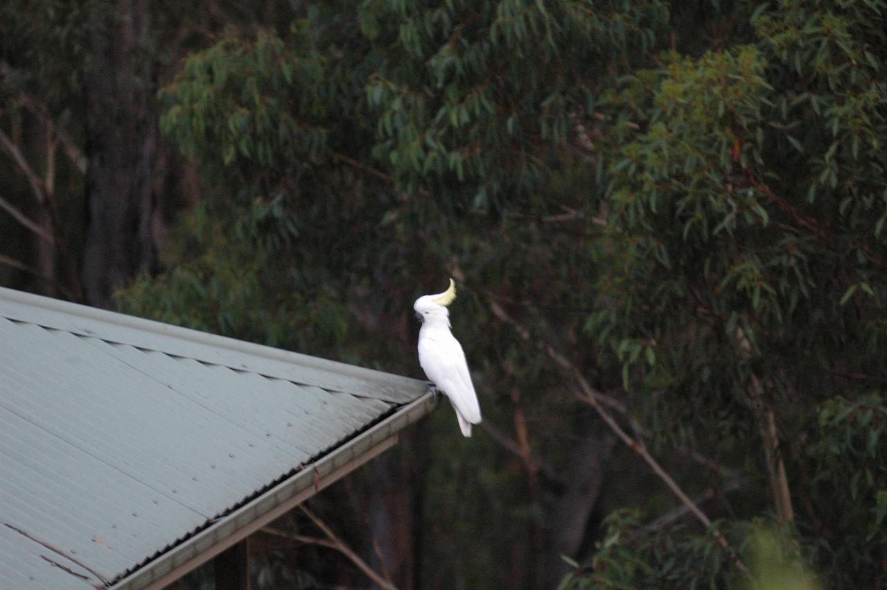 Sulphur crested cockatoo at Illawong for family dinner