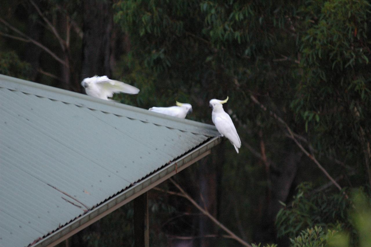 Sulphur crested cockatoo at Illawong for family dinner