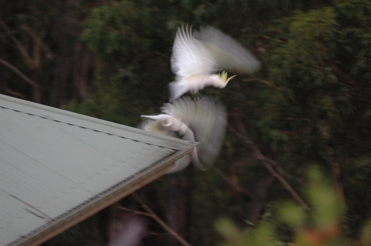 Sulphur crested cockatoo at Illawong for family dinner