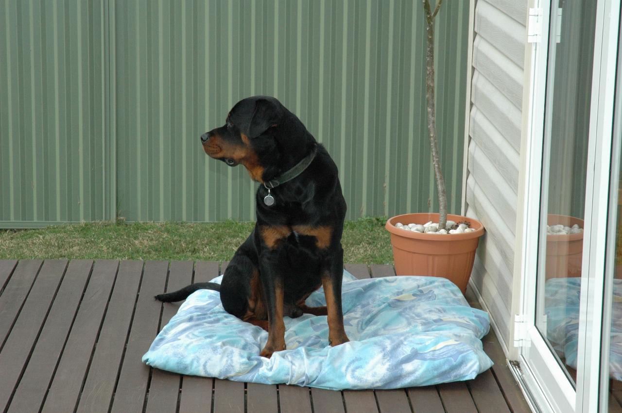 Trapper at Kelly's 39th birthday party at Kurnell