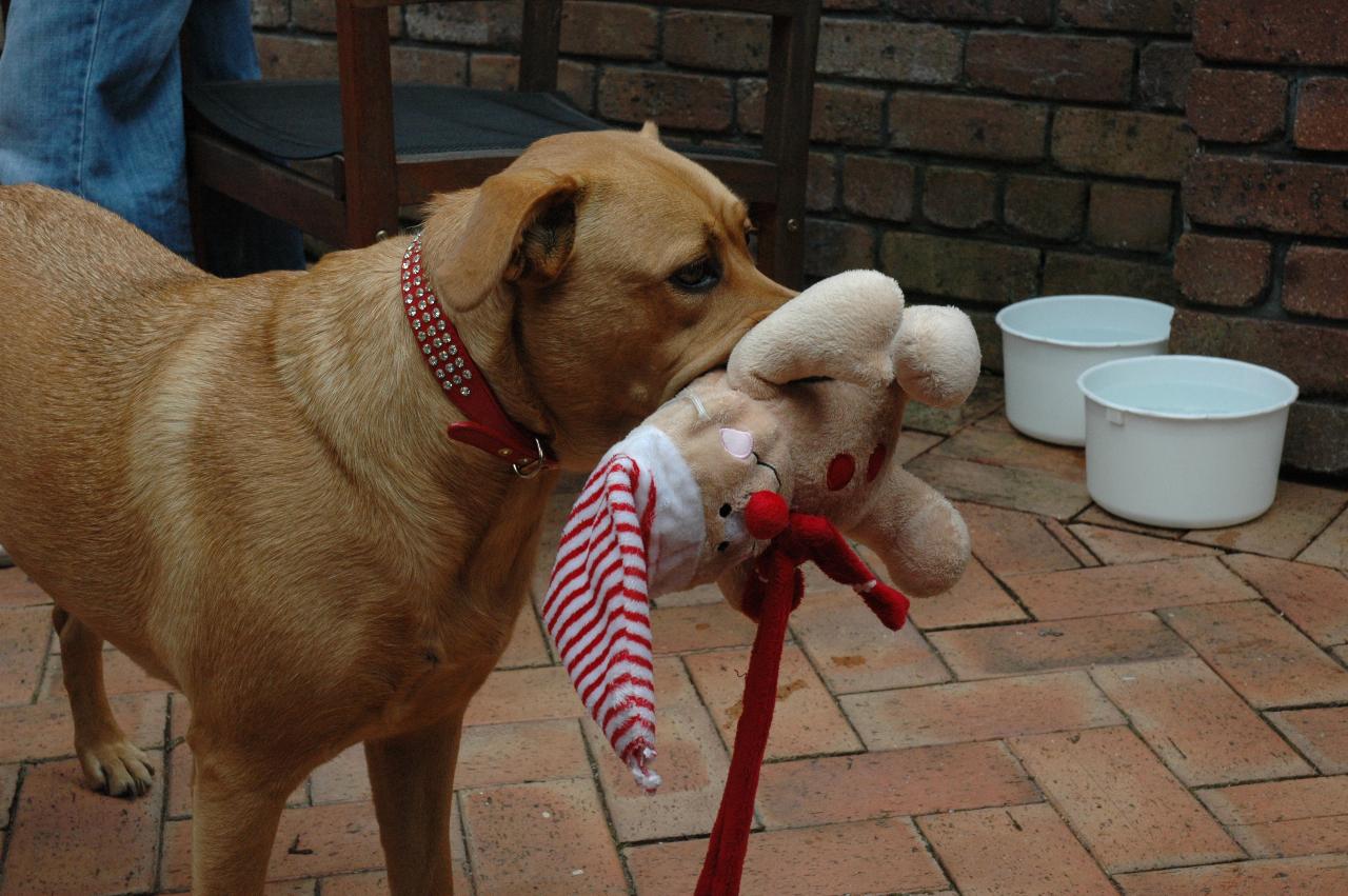 Christmas at Currey's: Natalie's dog \