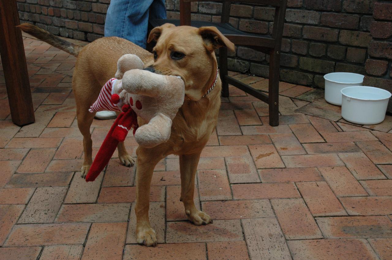 Christmas at Currey's: Natalie's dog \