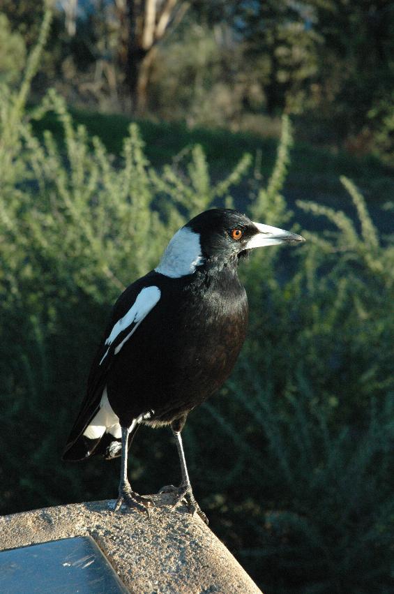 Black and white bird on stone, head turned to right