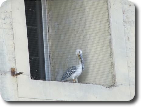 Pelican behind wire in basement window of building 64