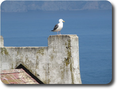 Seagull sitting on roof