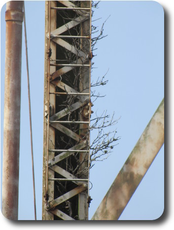 Leg of water tower, showing rust, and also a vine growing in it