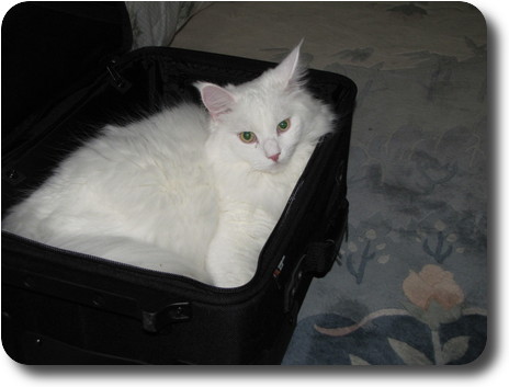 Pure white cat laying in a small size suit case