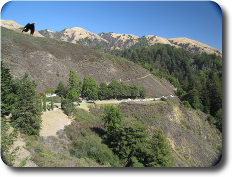 Road winding around hill, brown hills behind, some trees and a bird flying through