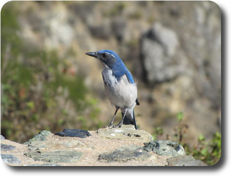 Bird with blue feathers around head, white underbelly and black tail feathers on rock wall