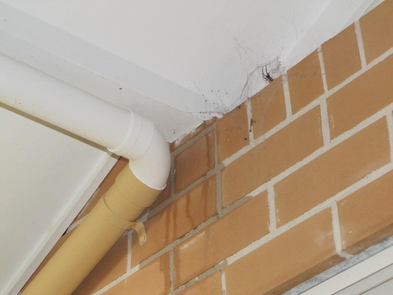 Mystery water on Wollun St home during heavy downpour (dining room wall)