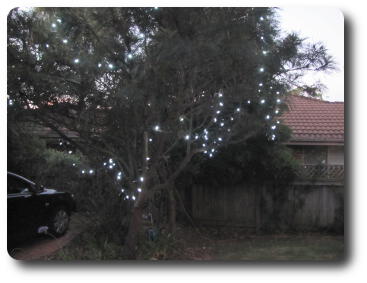 Tree with a few white lights in it