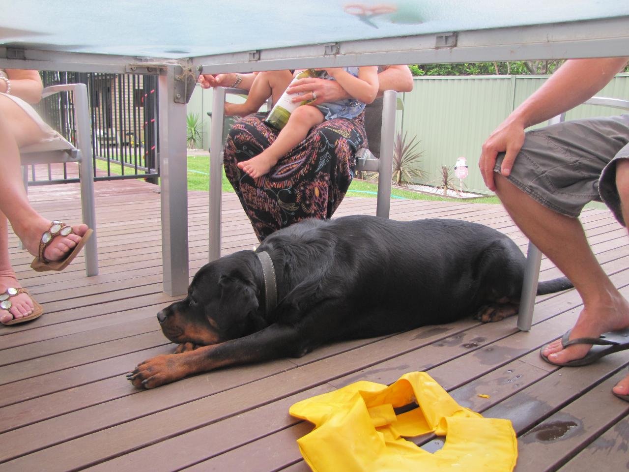 Big dog flat out underneath table