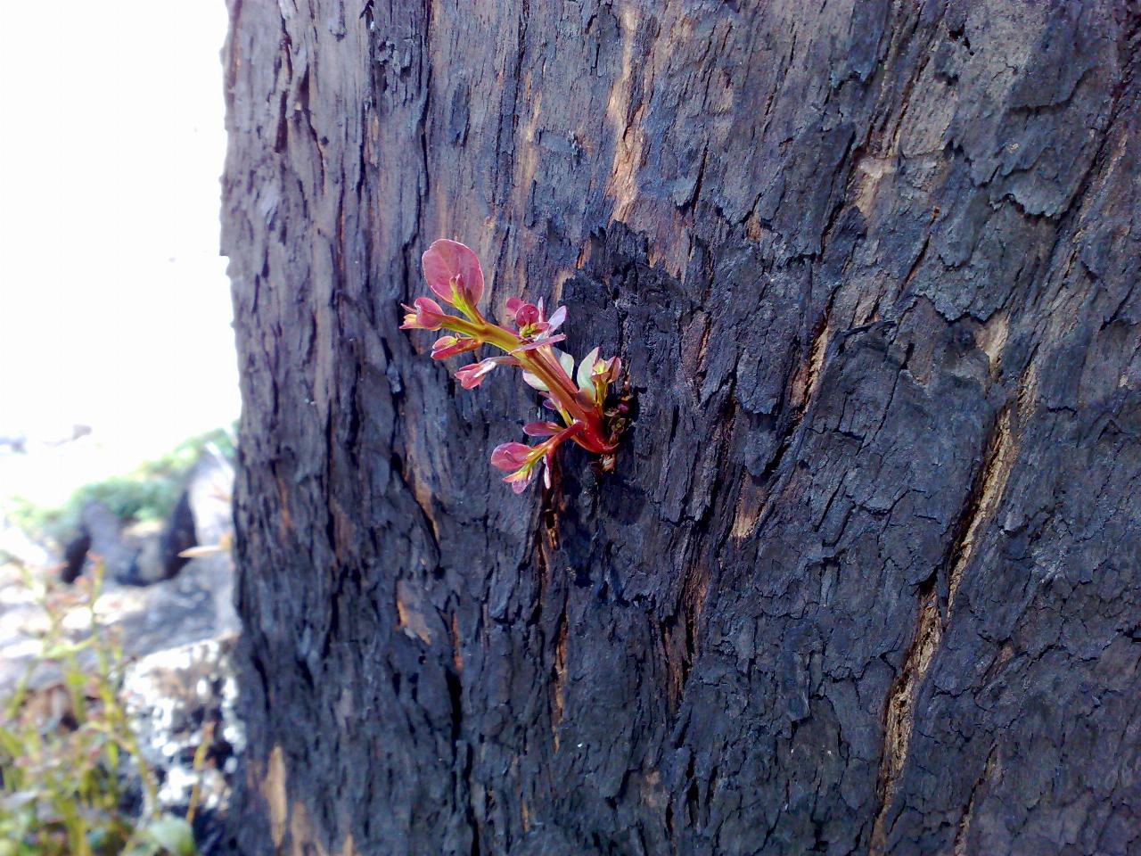 New, red coloured shoot growing from charred bark of an eucalyptus tree