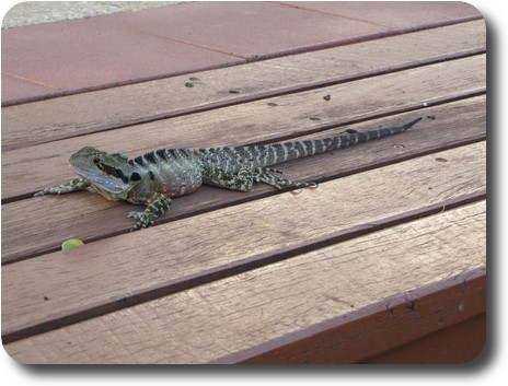 Silver and white striped lizard on wooden steps