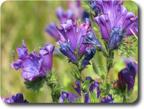 Close up of purple flowers