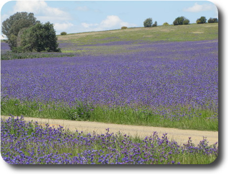 Field of Paterson's Curse purple flowers into the distance