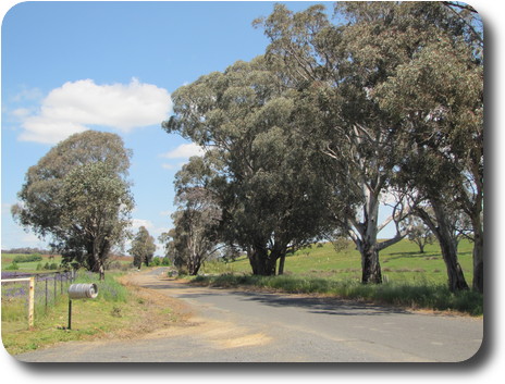 Road heading over slight rise, with eucalyptus trees on both sides