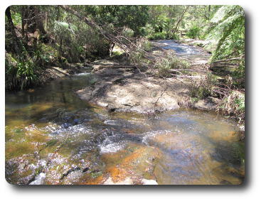 Small stream with tree branch across it