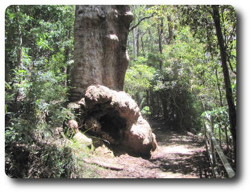 Thick tree trunk with enormous root bulb above ground