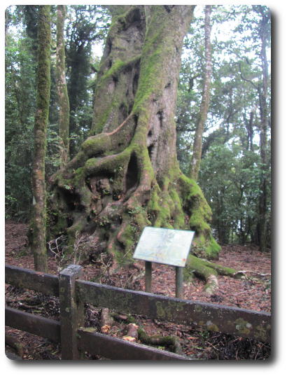 Tree with twisted stems around trunk