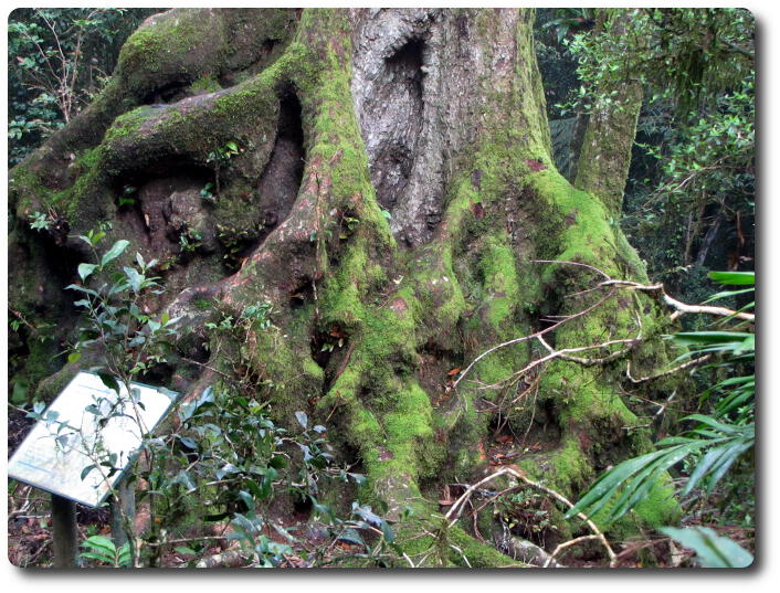 Moss covered base of tree with many trunk overlays