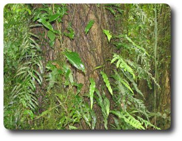 Tree trunk with vines and suckers growing from it