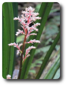 Delicate pink flowers on stem