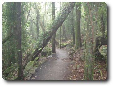 Light fog over path through forest with tree leaning across the way