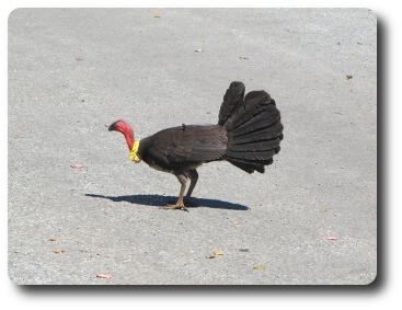 A black bird with red head and neck and yellow tie