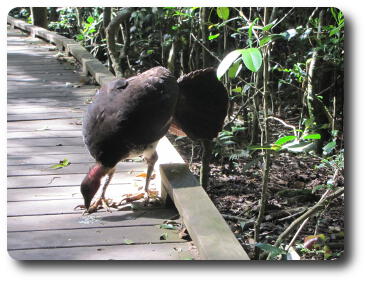 Turkey pecking at something along the boardwalk