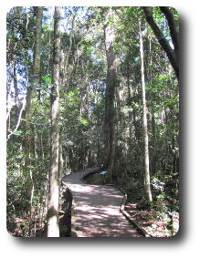 Tall tree in forest beside boardwalk