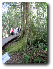 Lower section of tall tree in forest beside boardwalk