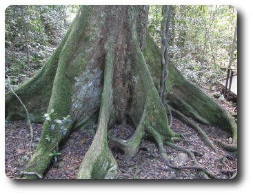 Buttressed roots at base of tree