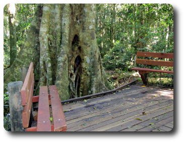 Large tree with buttressed roots dwarf wooden benches in front