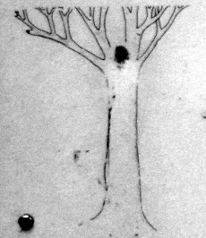 Tree outline with small growth in crevice