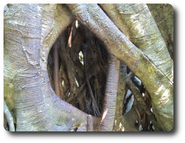 Inside base of large tree, now hollow where original tree was