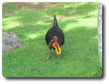 Black bird with red neck and head, and yellow 