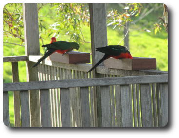 Red and green rosellas feeding at the trough