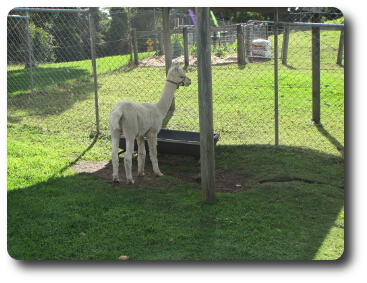 Alpaca in a pen, under an umbrella