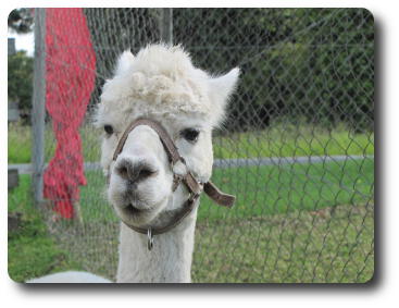 Alpaca head